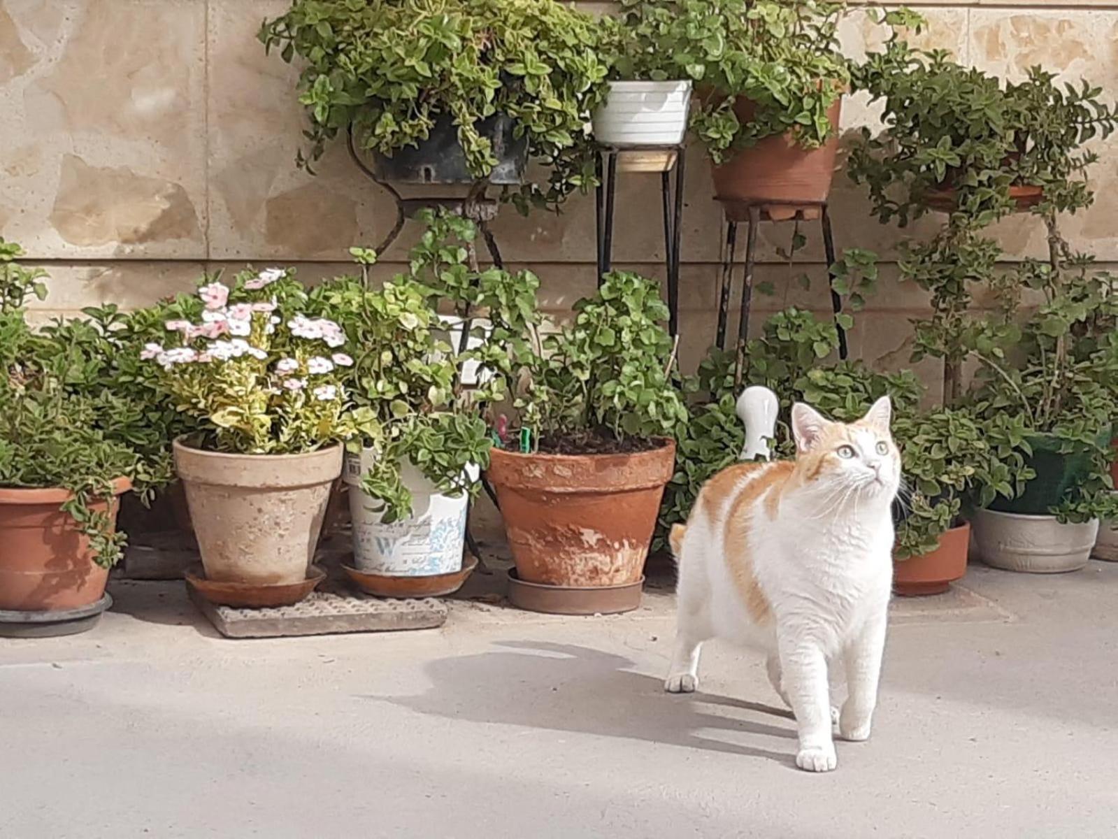 Casa Juana Michibert Διαμέρισμα Daimiel Εξωτερικό φωτογραφία